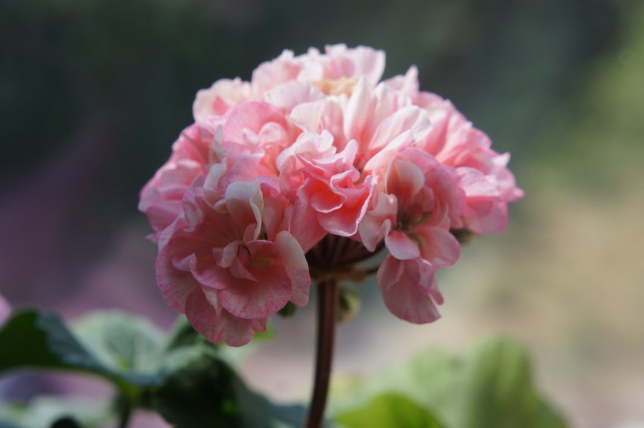 Герань кроваво-красная альбум