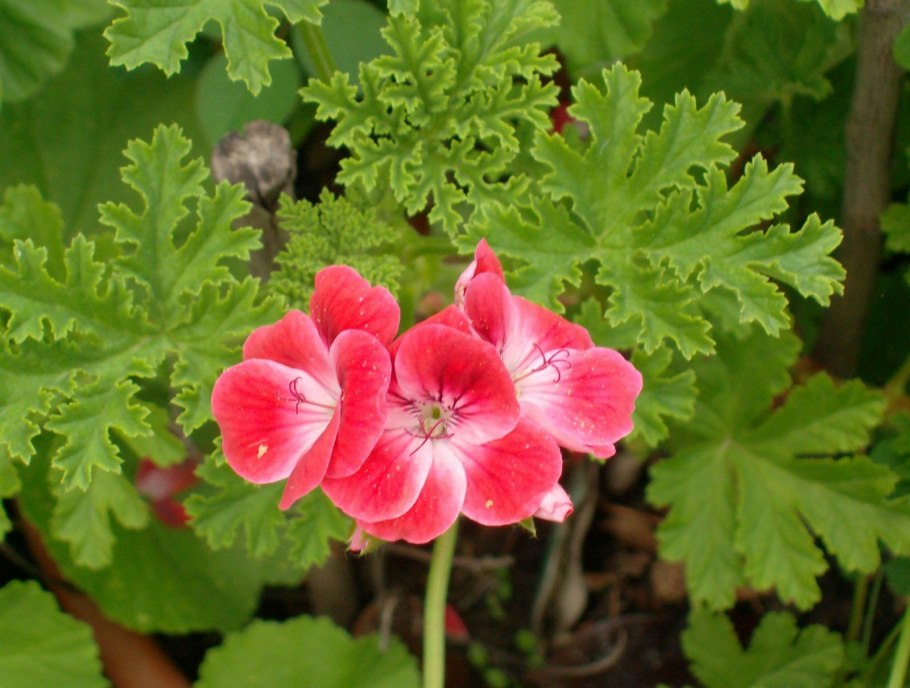 Болотная (Geranium palustre)