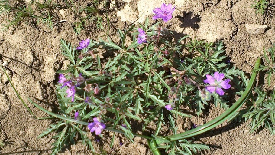 Тайра Крымская роза пеларгония