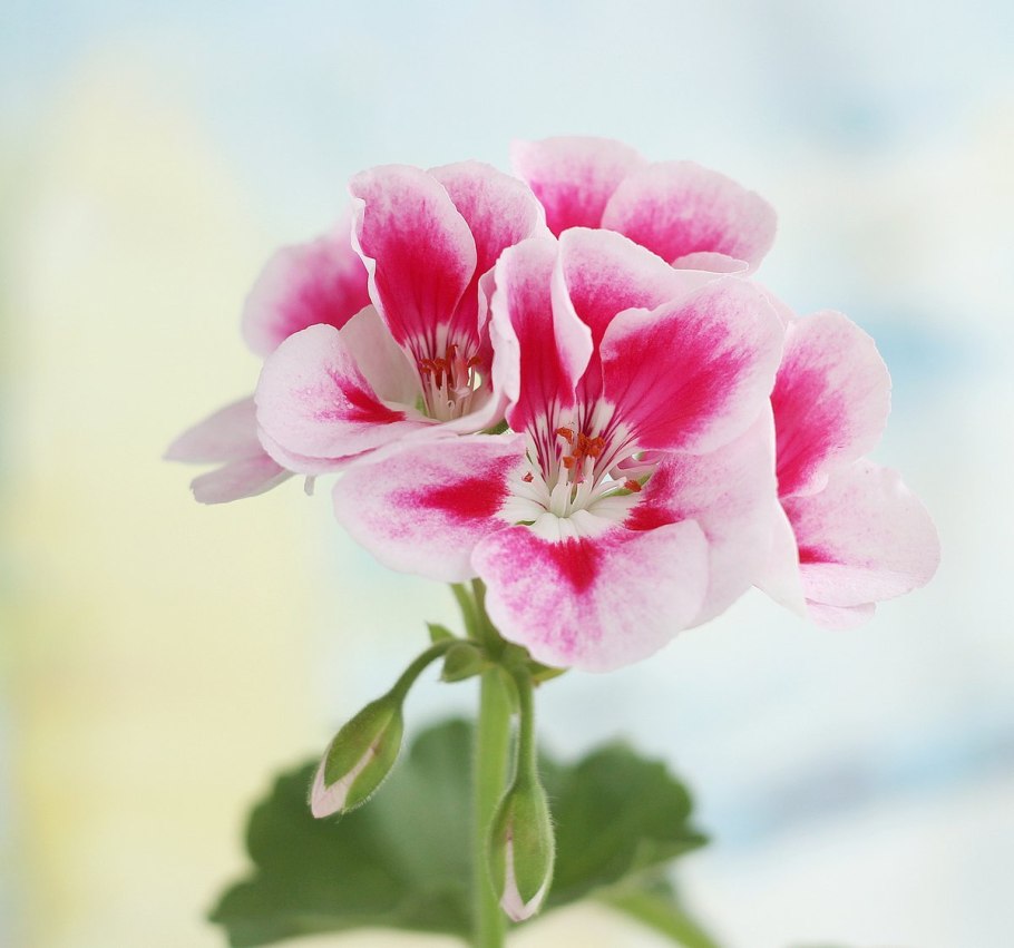 Пеларгония Крымская роза