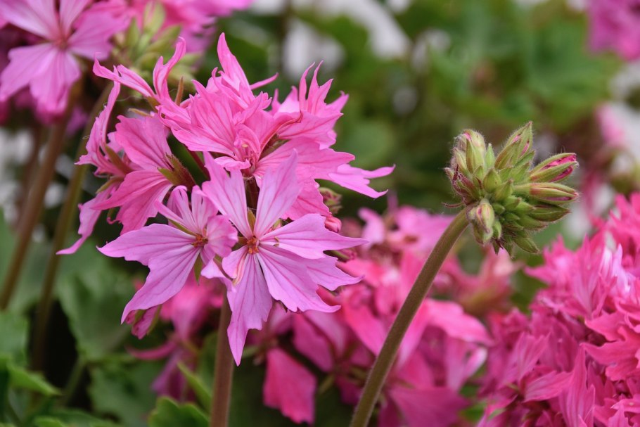 Geranium pyrenaicum