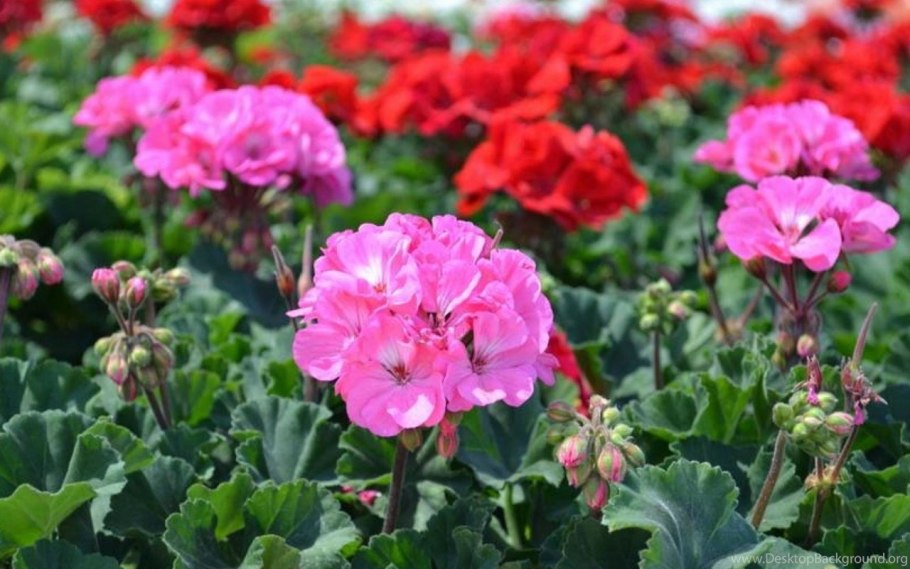 Клубневая герань фото