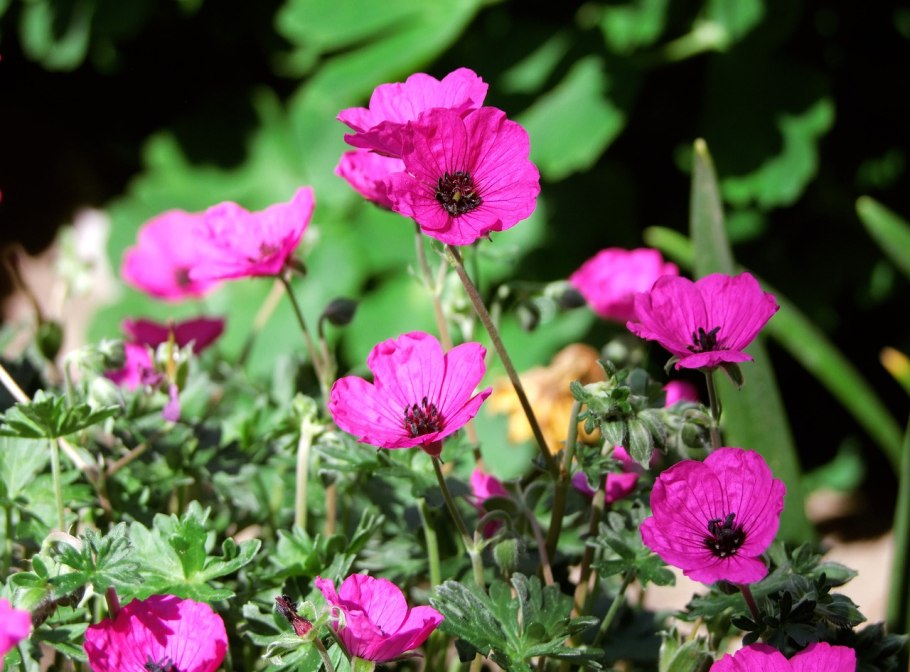 Юг Елисейские поля пеларгония фото