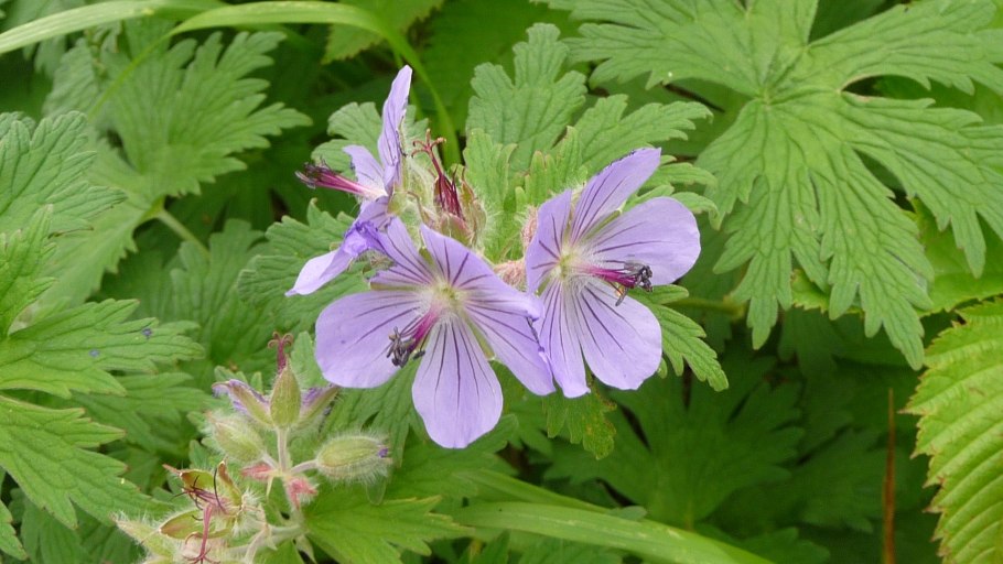 Пеларгония Rod Solbacka