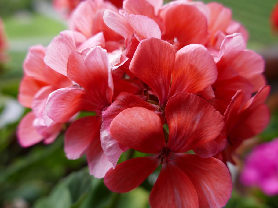 Клубневая герань (Geranium tuberosum)
