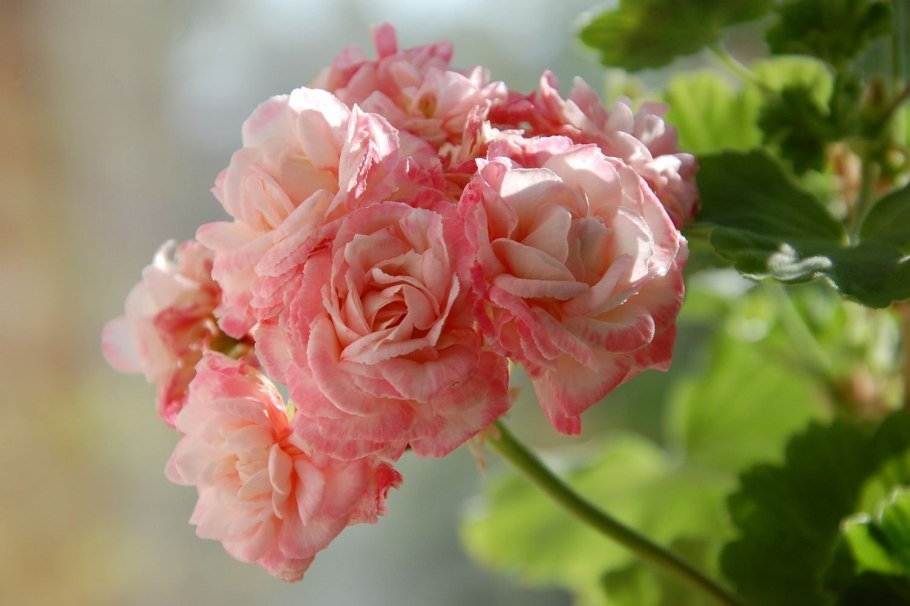 Пеларгония дениз сутарве