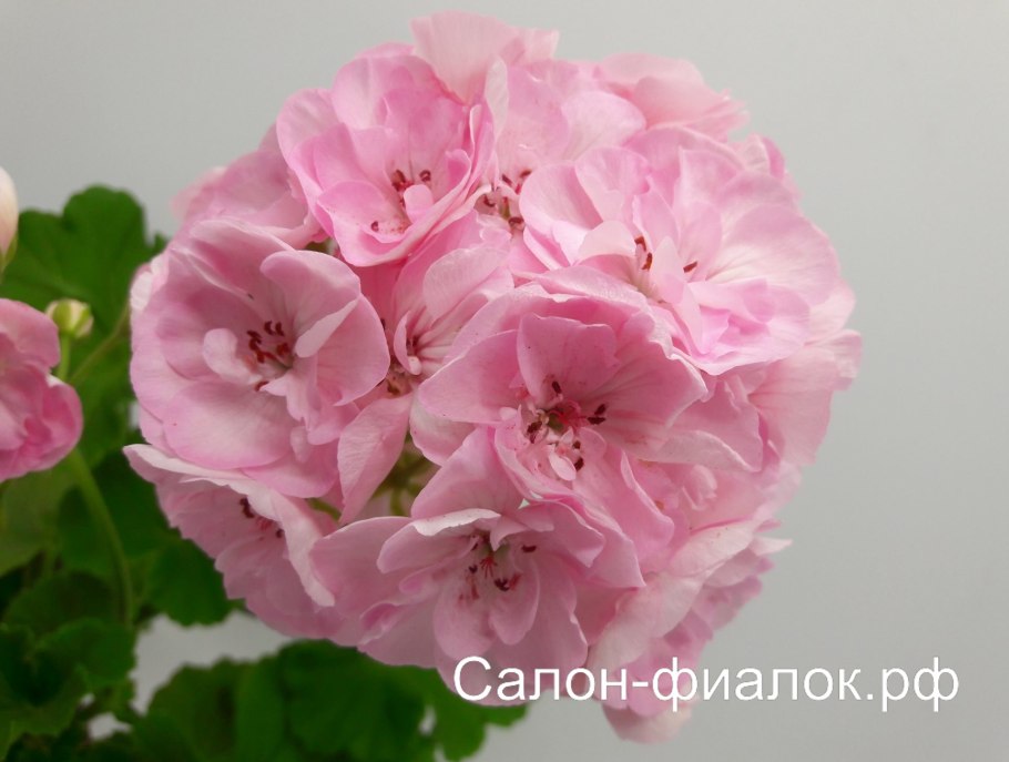 Пеларгония Pac Jana