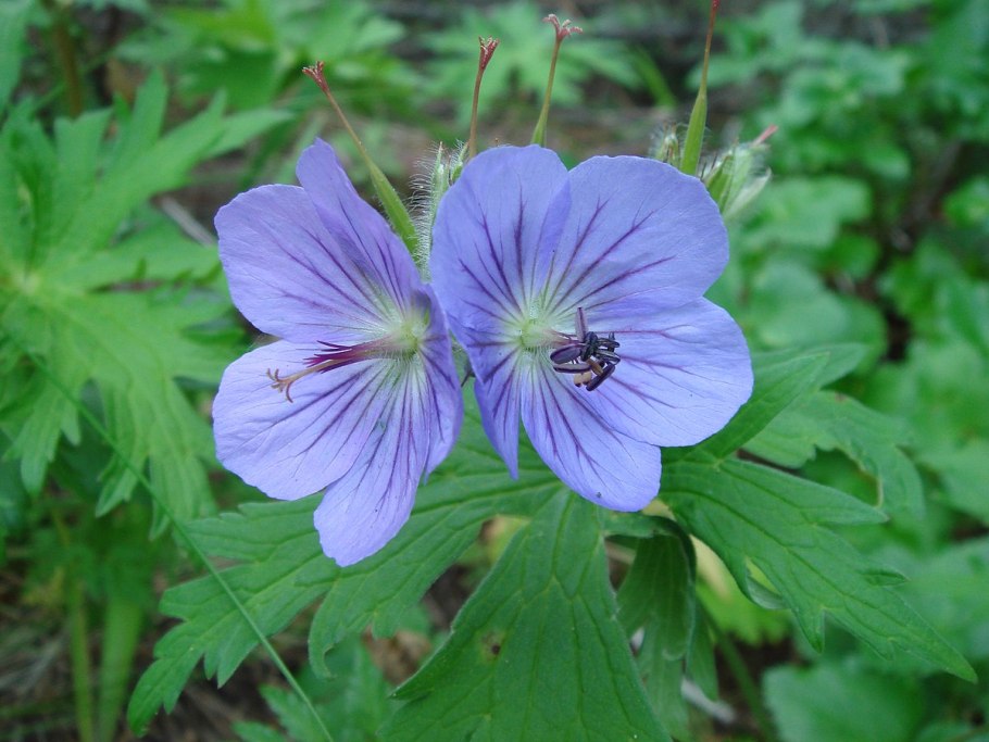 Пеларгония щитовидная