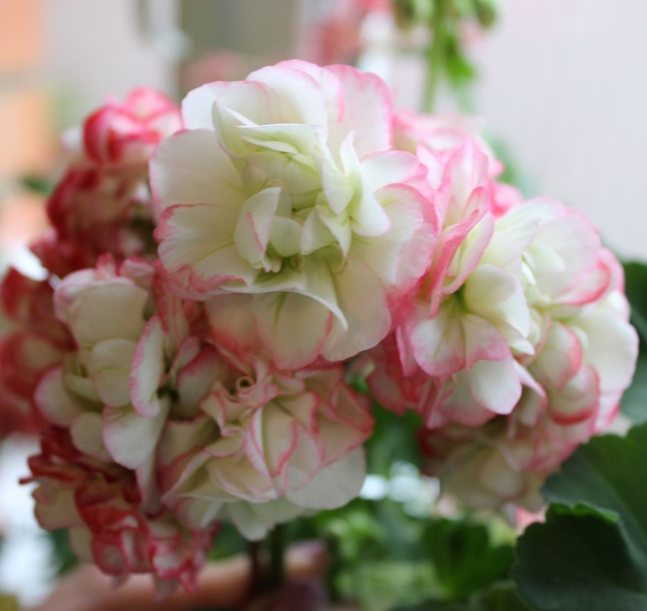 Герань tuberosum