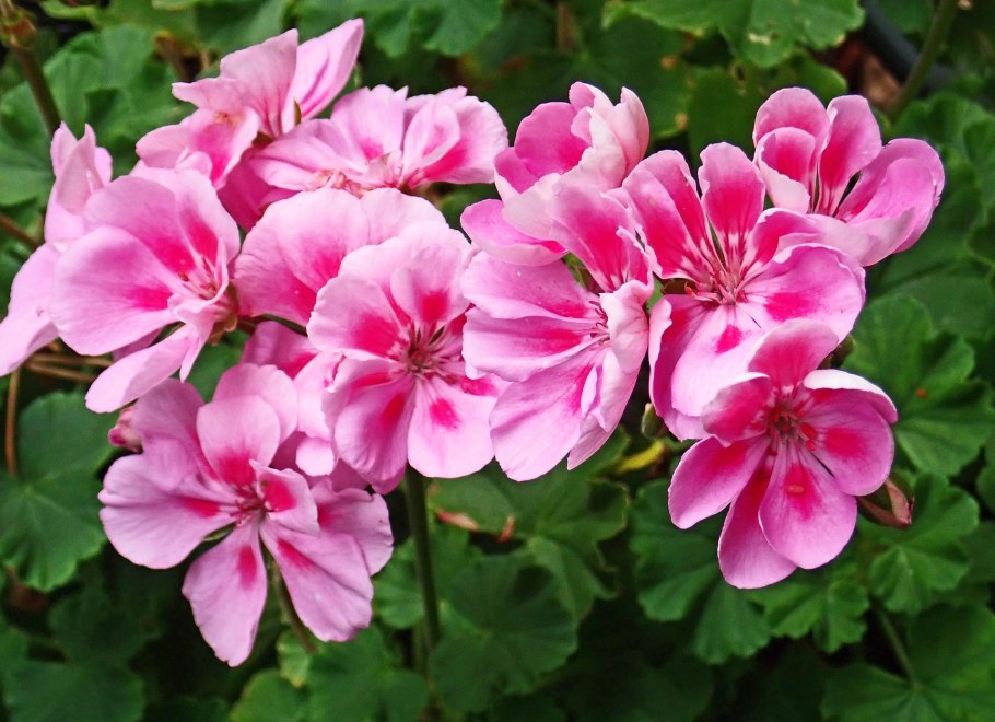 Герань волосистоцветковая