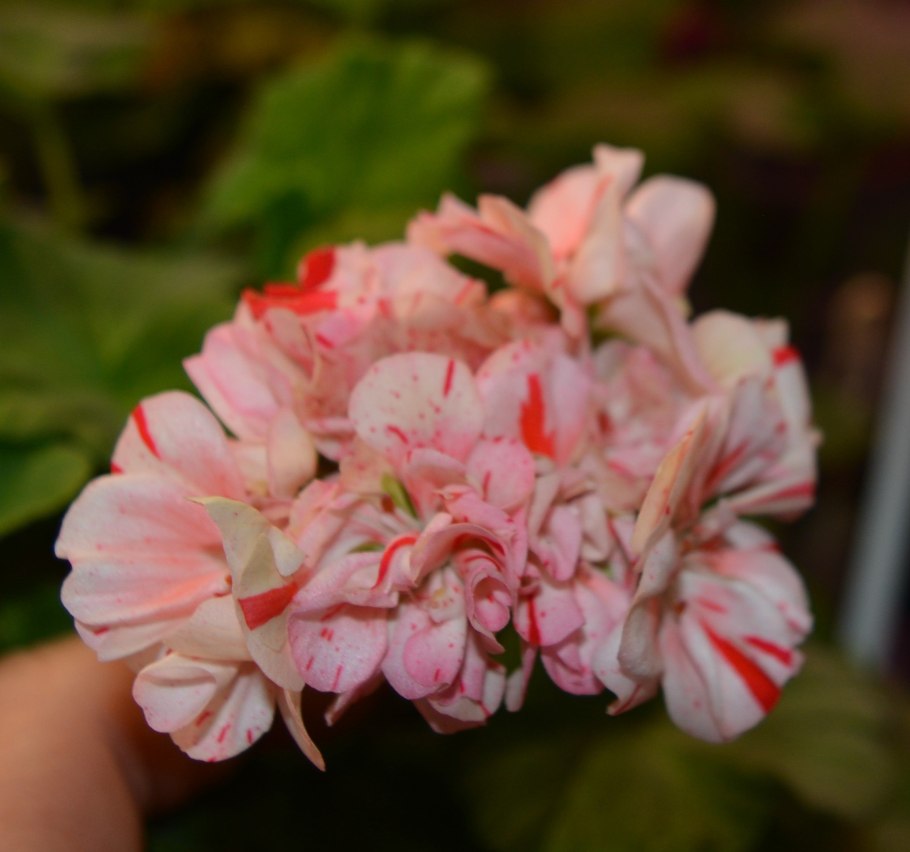 Пеларгония Крымская роза