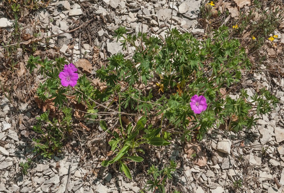 Пеларгония Таира Магдалина
