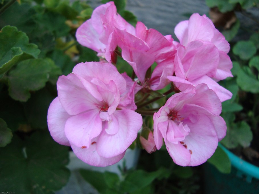 Пеларгония Мабраска Роуз