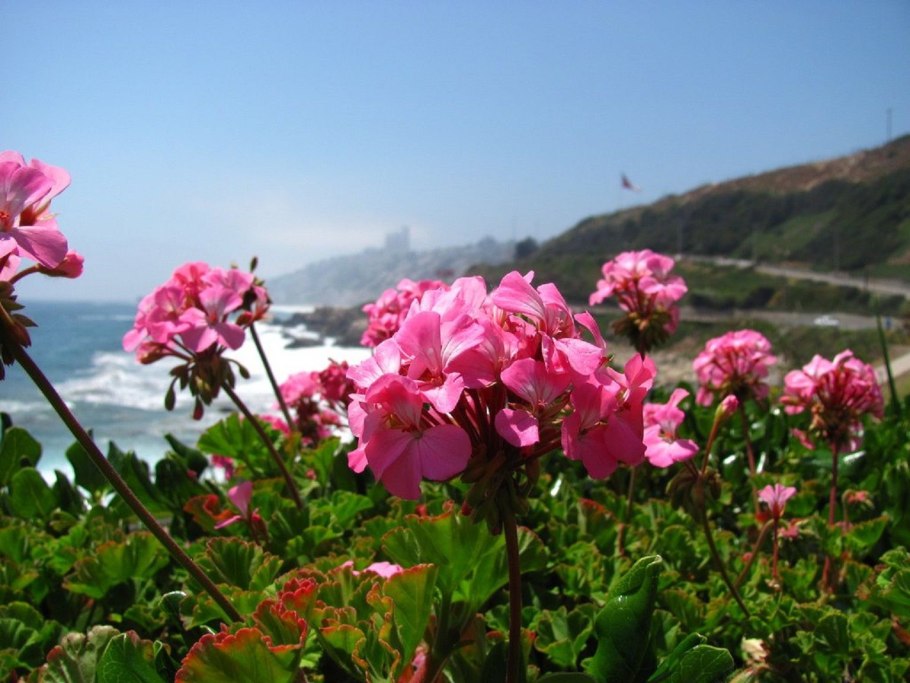 Marsh Green пеларгония