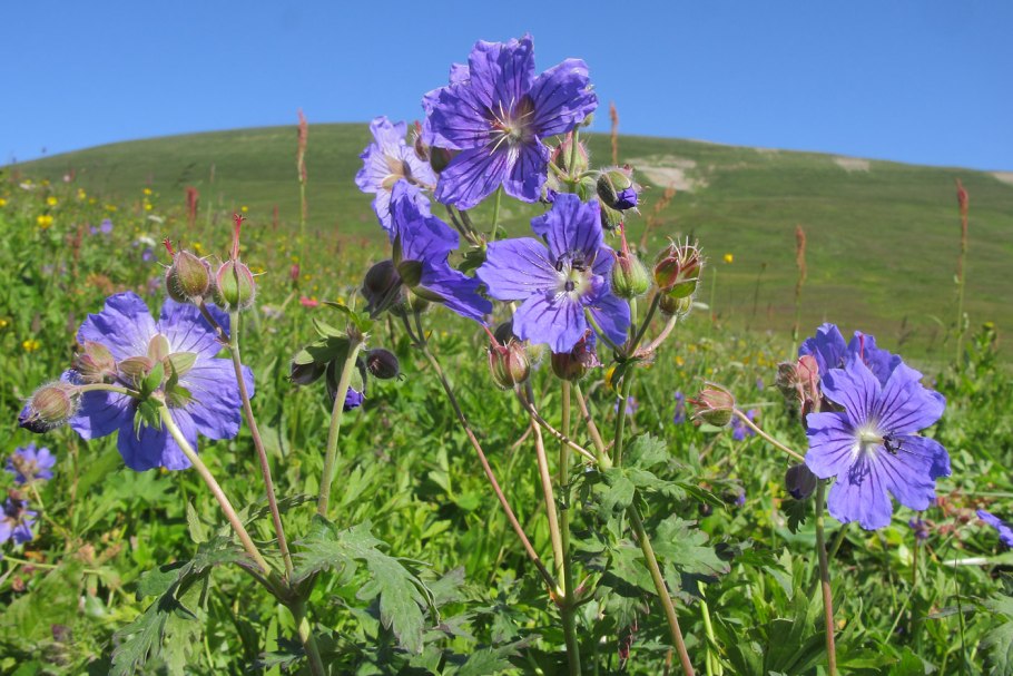 Герань волосистоцветковая
