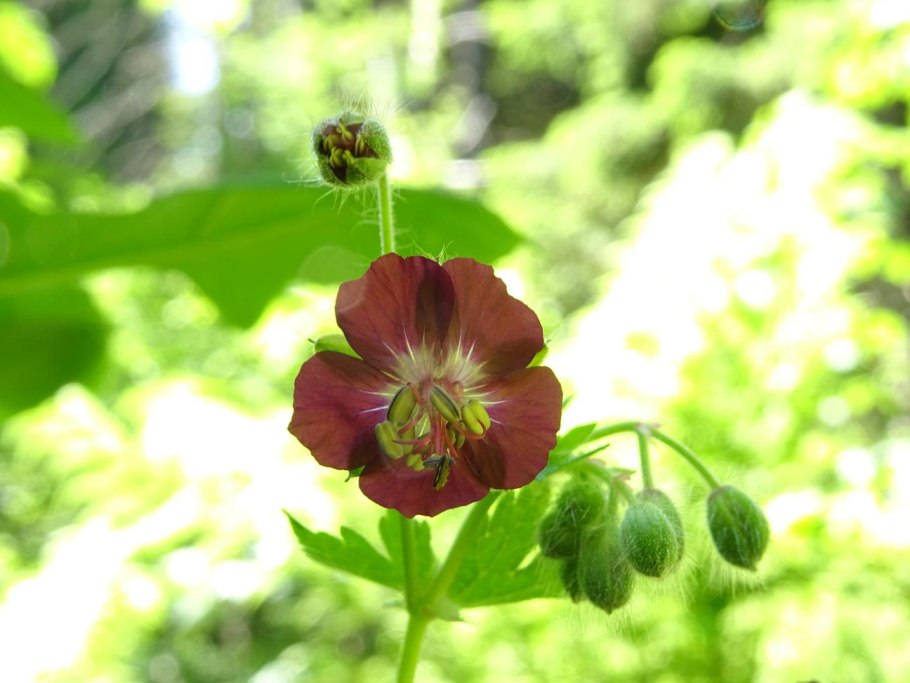 Geranium phaeum