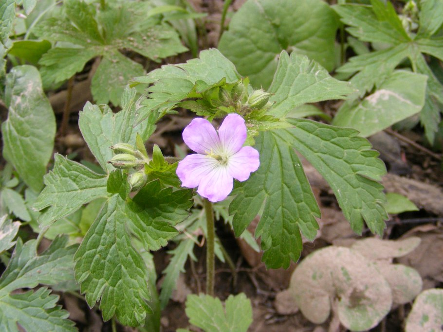 Герань Болотная