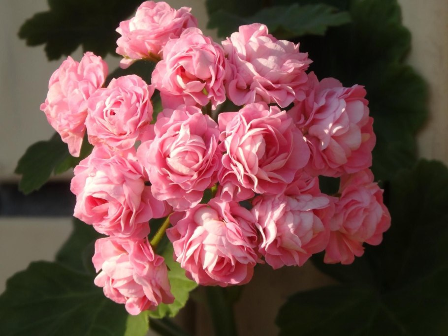 Пеларгония таира магдалина