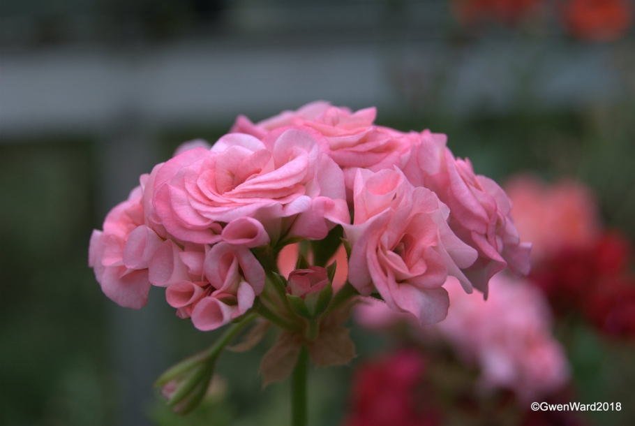 Пеларгония grainger's antique rose