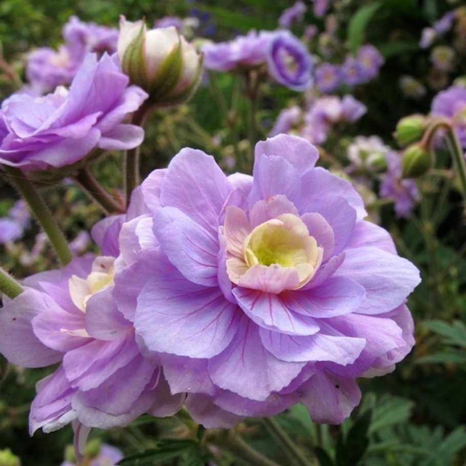 Герань луговая summer skies