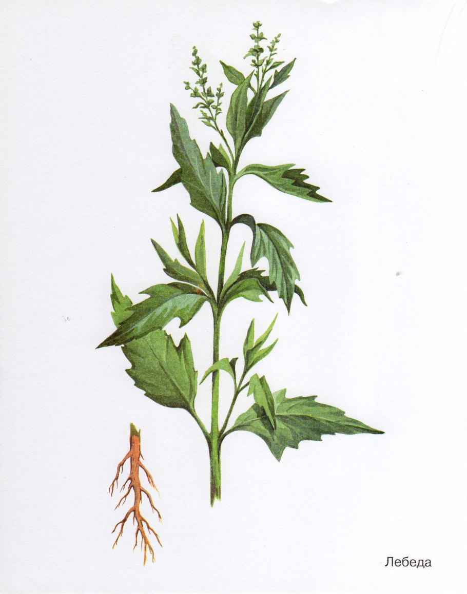 Artemisia vulgaris