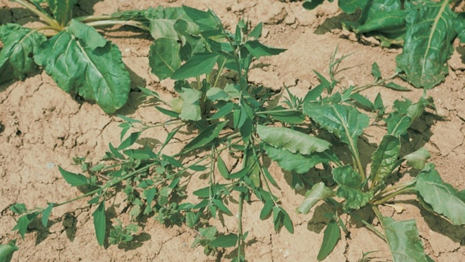 Лебеда раскидистая