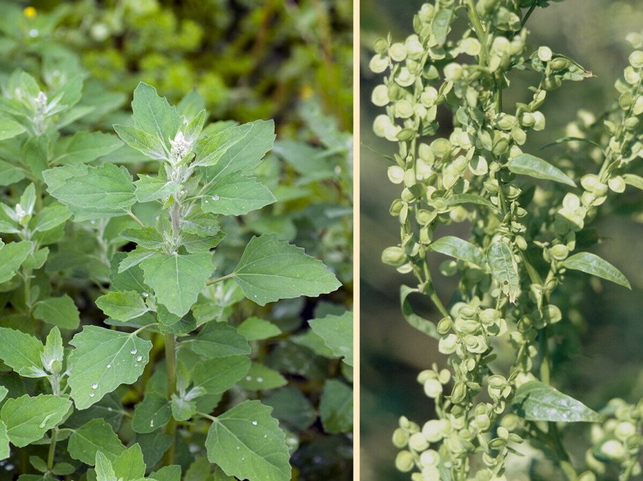Марь сизая (chenopodium glaucum)