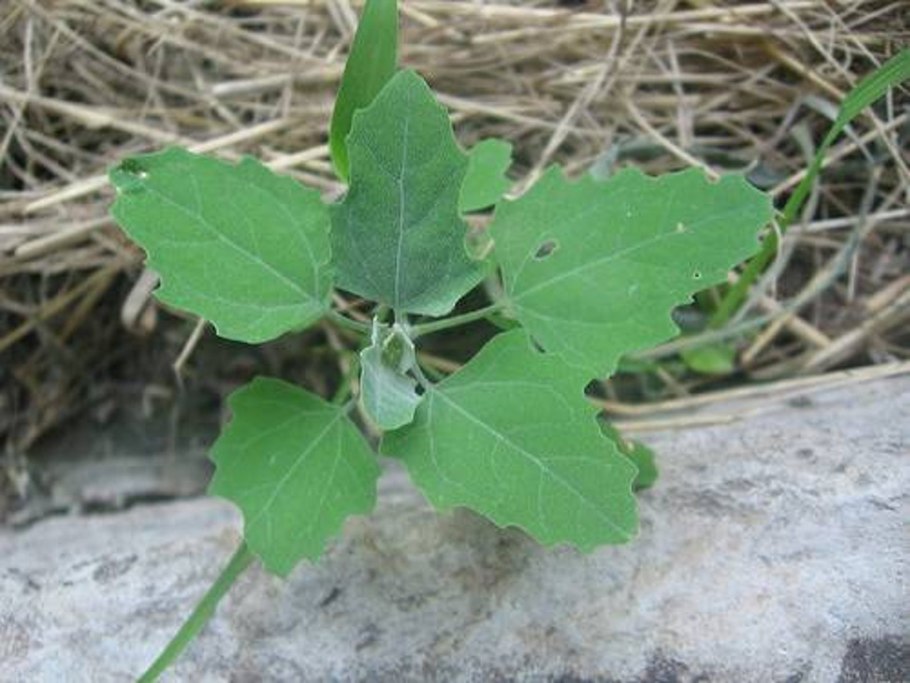 Lambsquarters растение