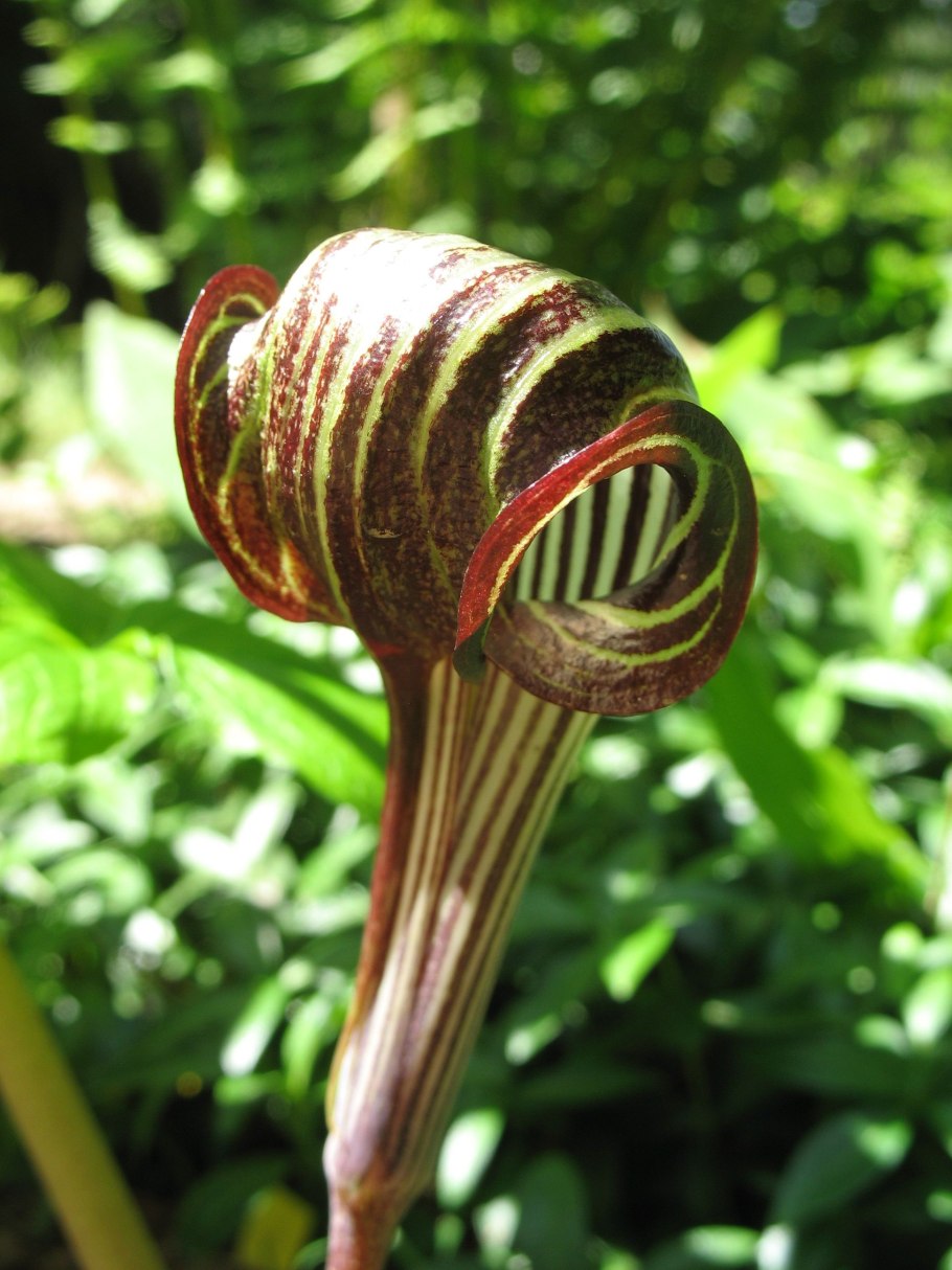Аризема трехлистная Arisaema triphyllum