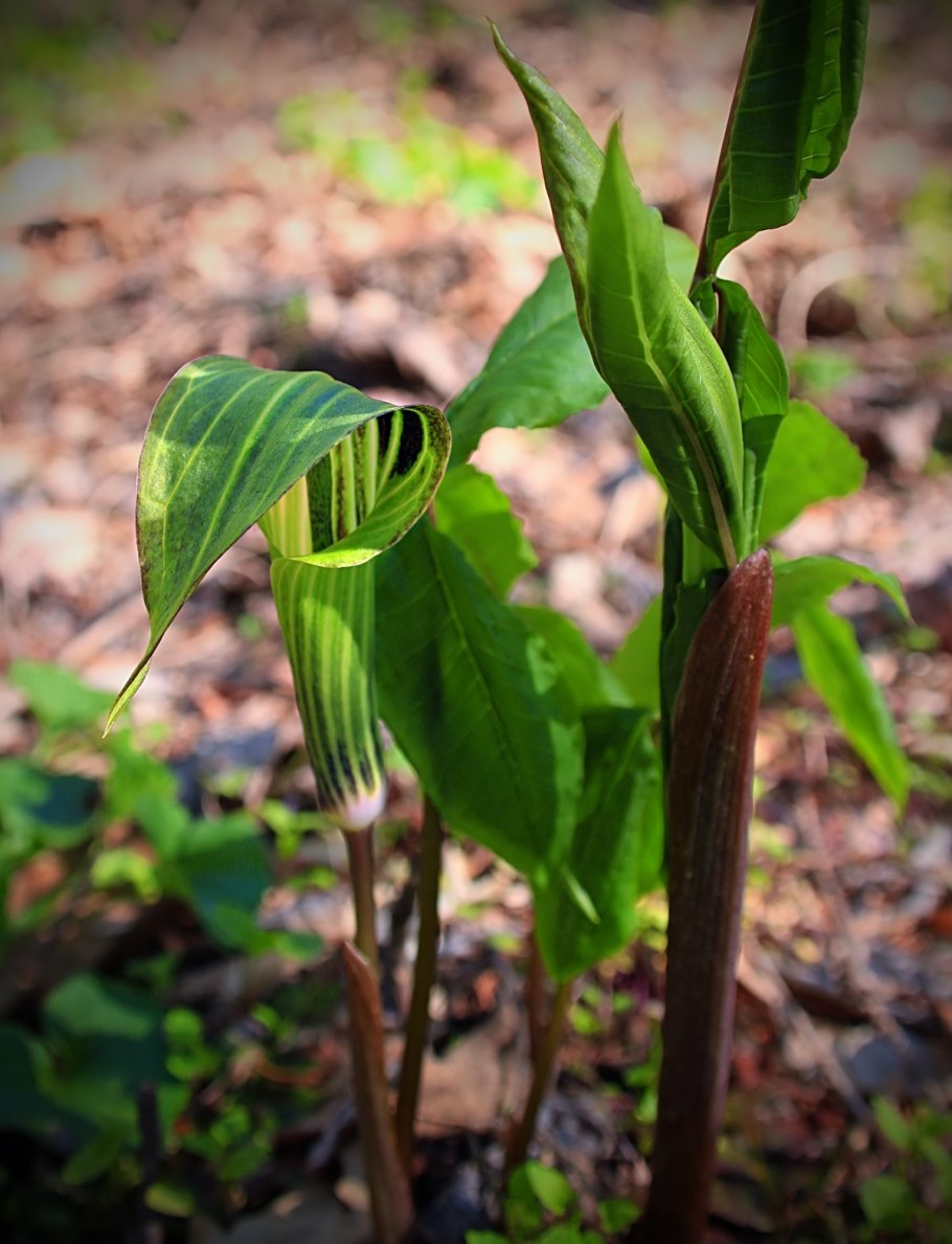 Аризема Arisaema sikokianum