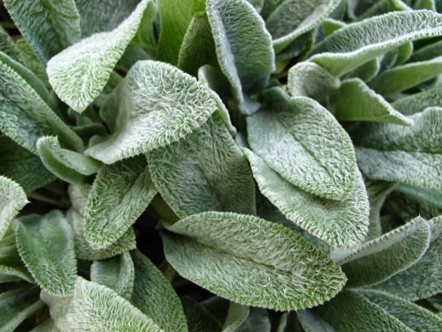 Стахис шерстистый чистец византийский