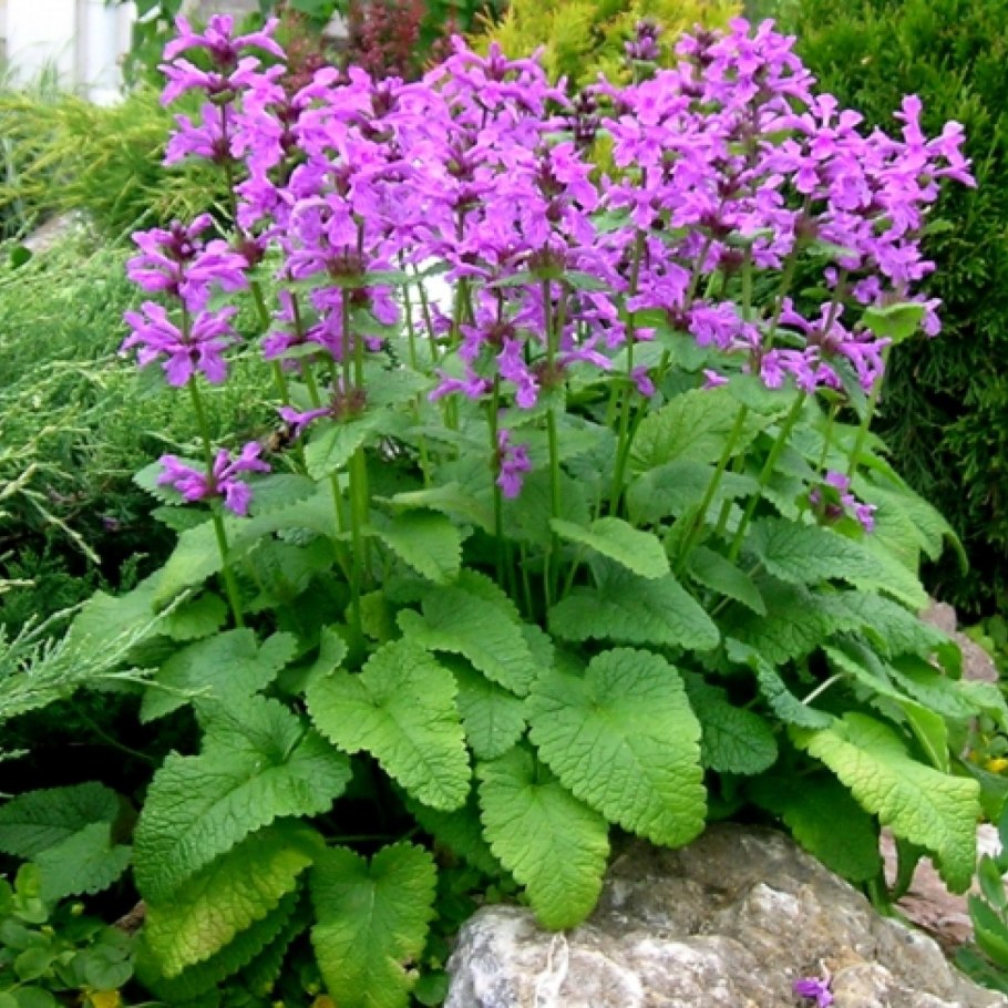 Буквица лекарственная betonica officinalis