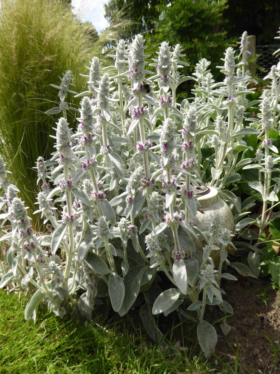 Чистец прямой