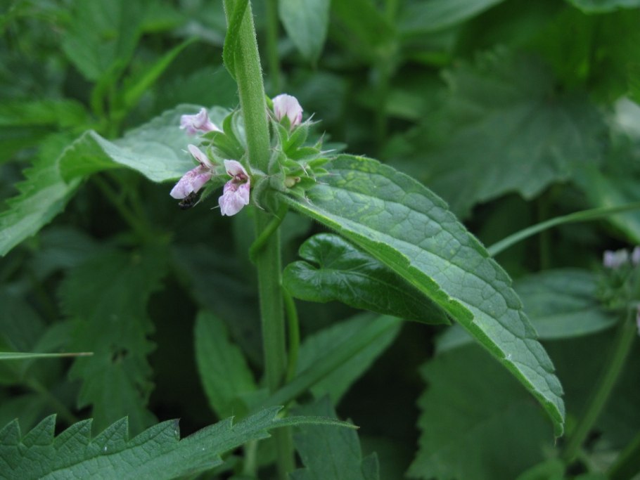 Чистец однолетний