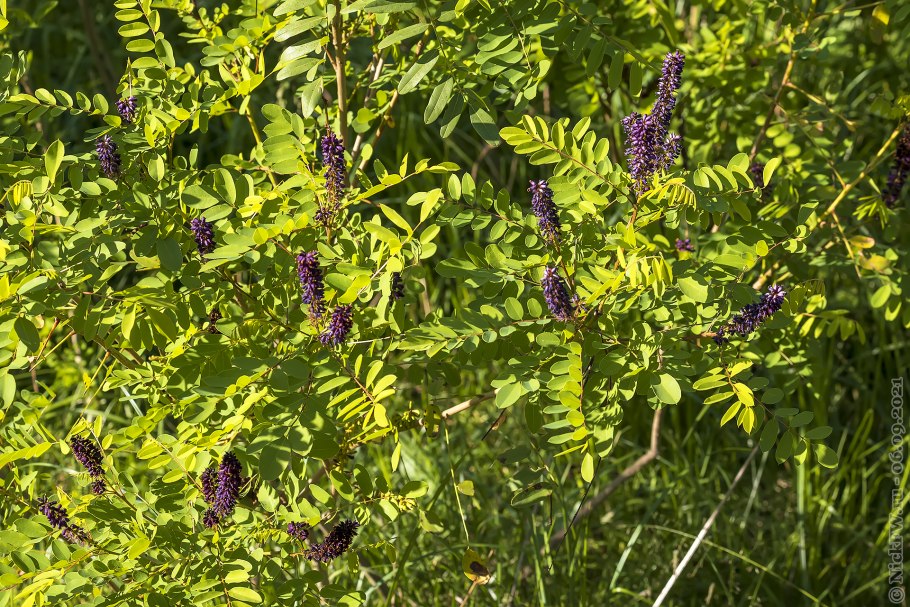 Аморфа Калифорнийская