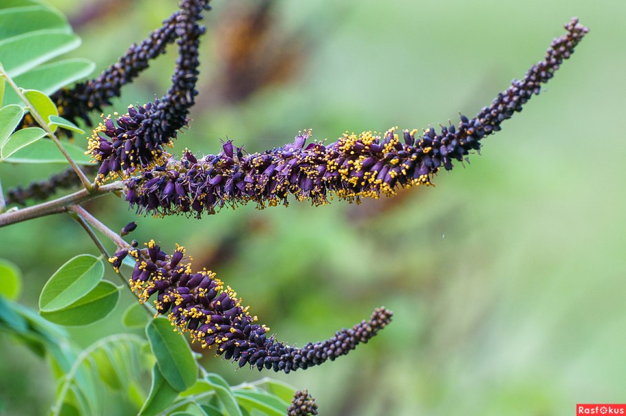 Аморфа кустарниковая