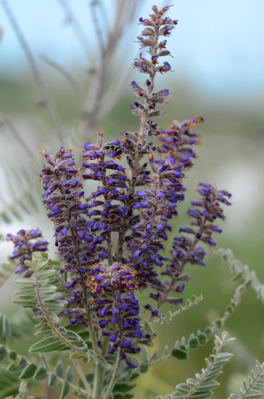 Аморфа Калифорнийская