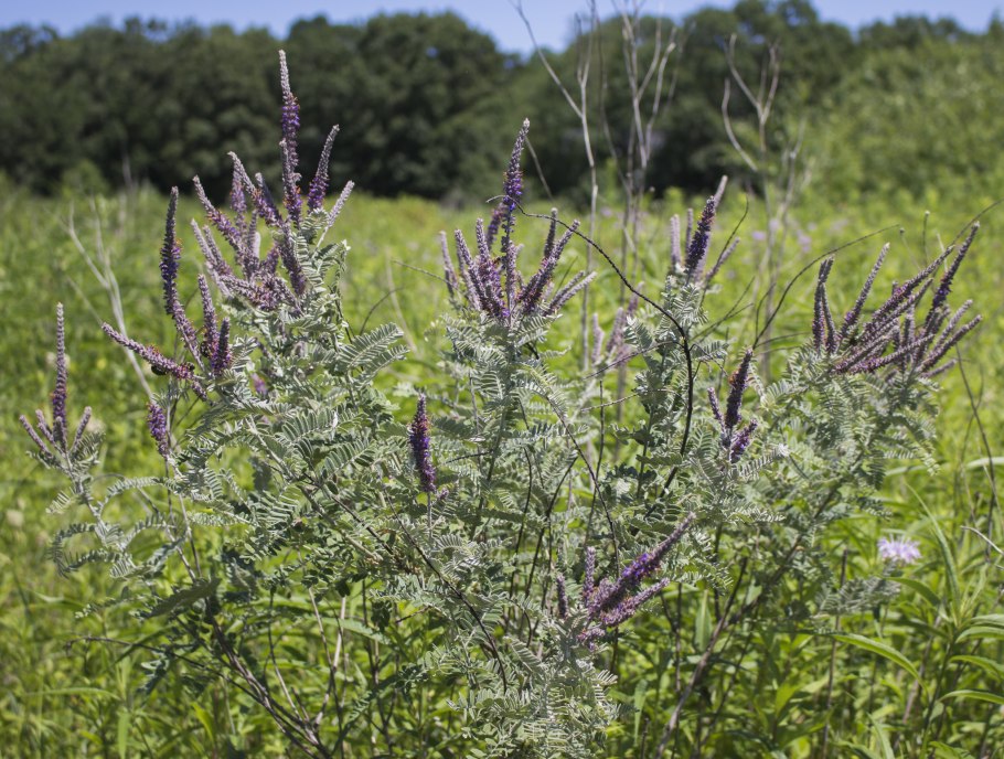 Amorpha canescens