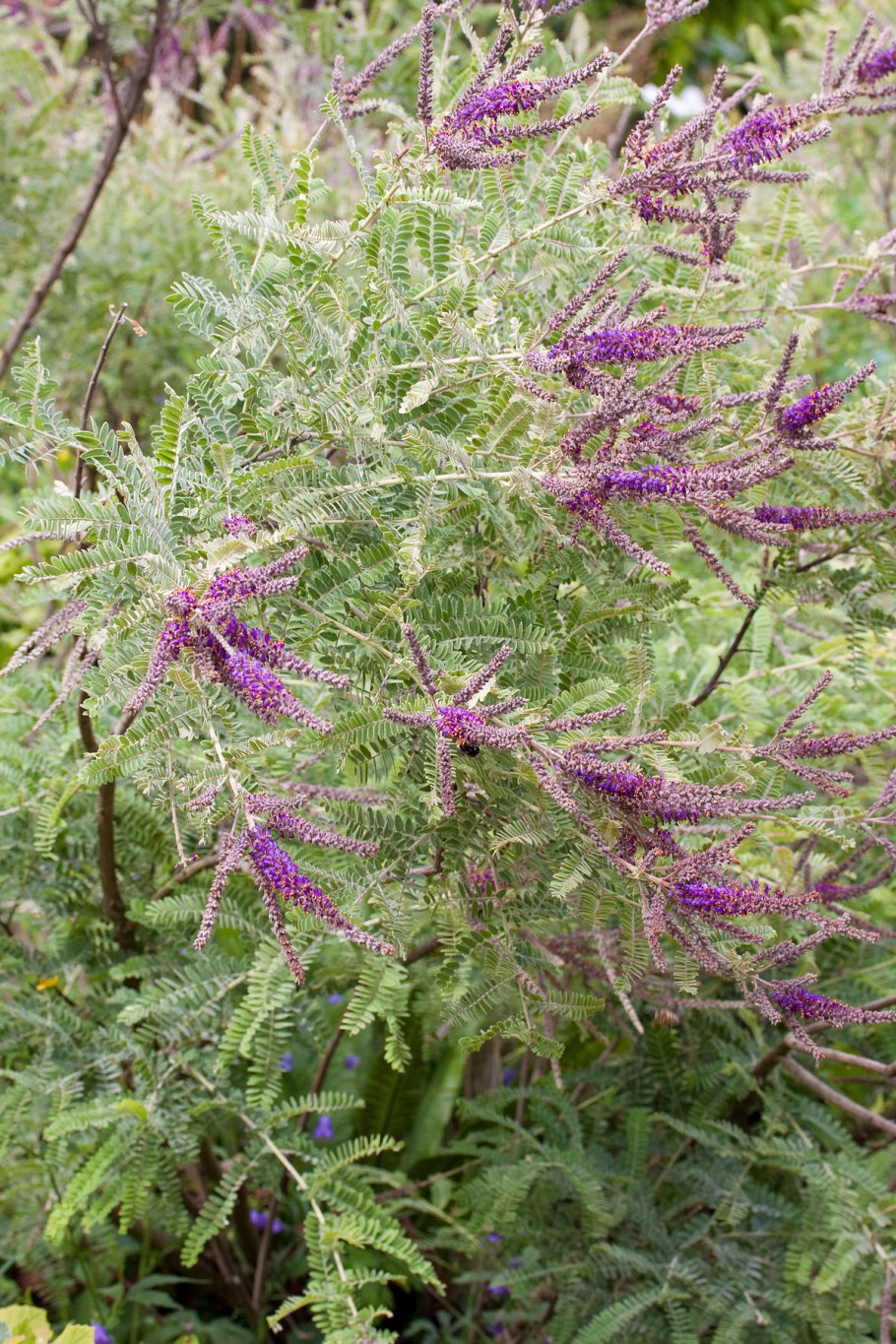 Аморфа седоватая (Amorpha canescens)