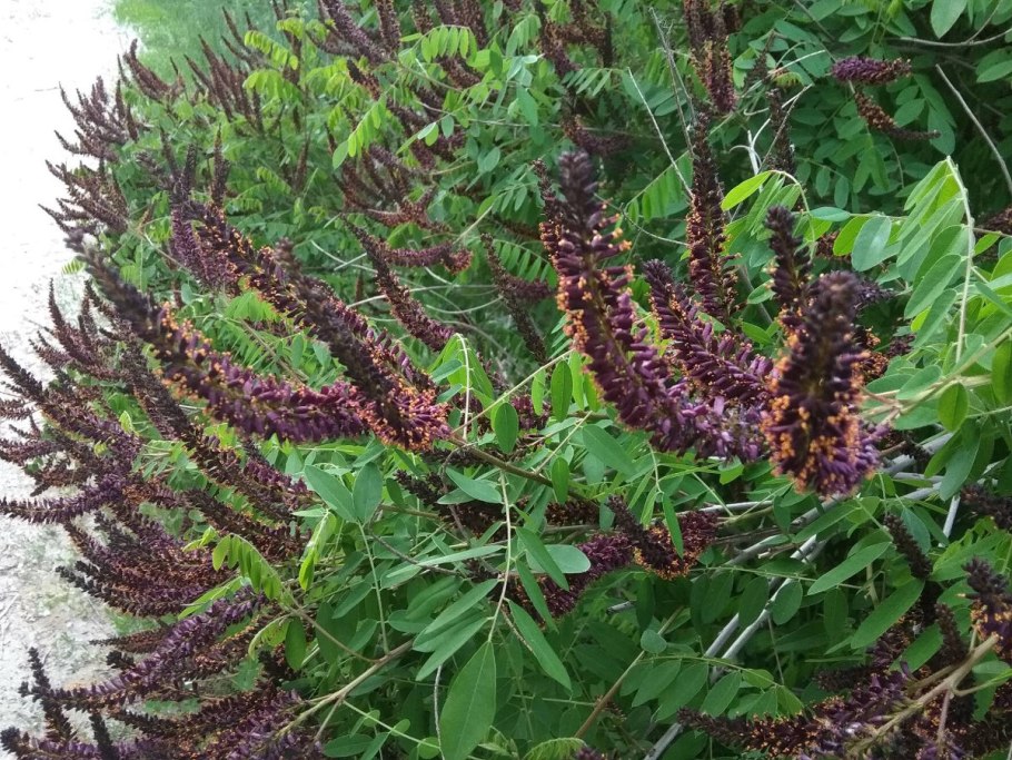 Аморфа кустарниковая