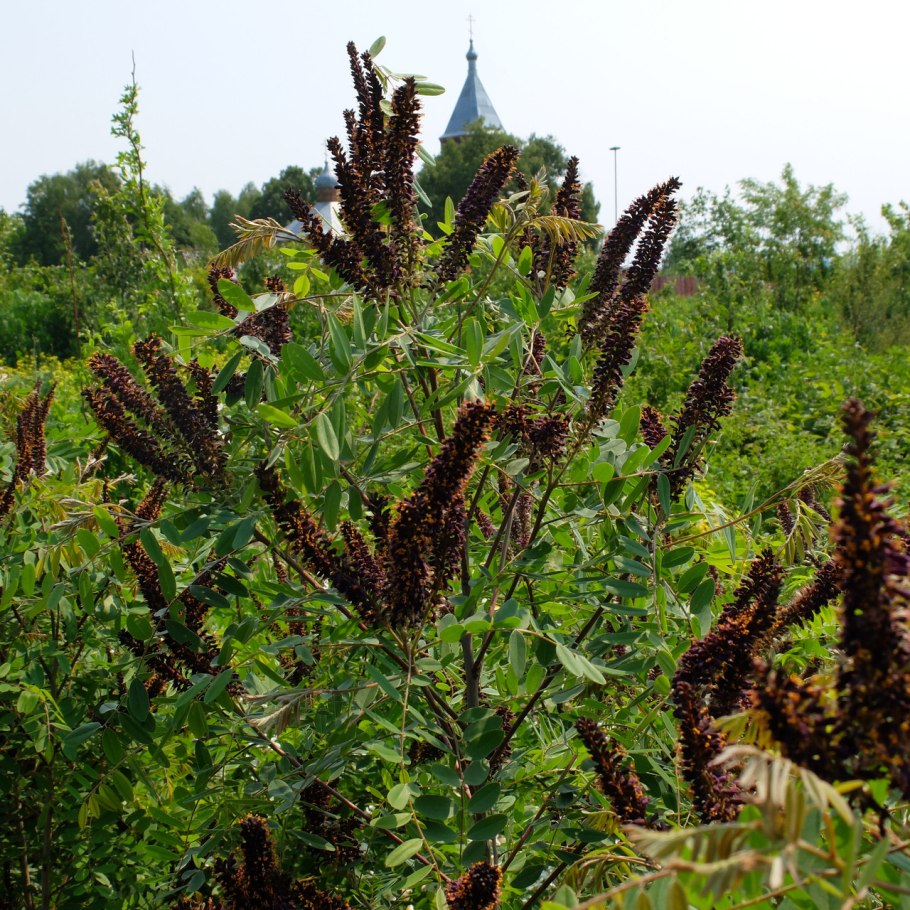 Аморфа кустарниковая