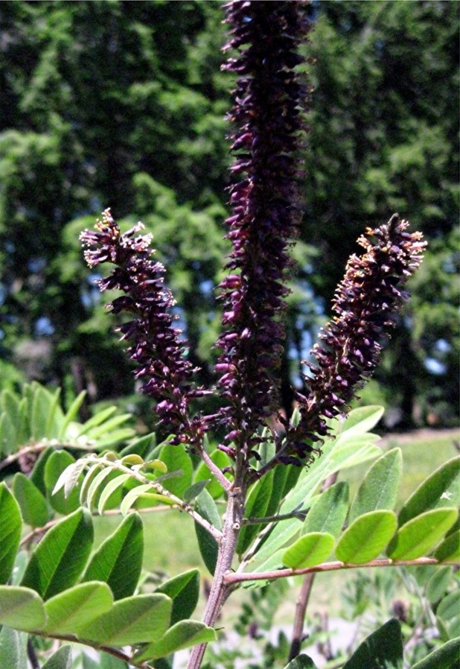 Amorpha fruticosa