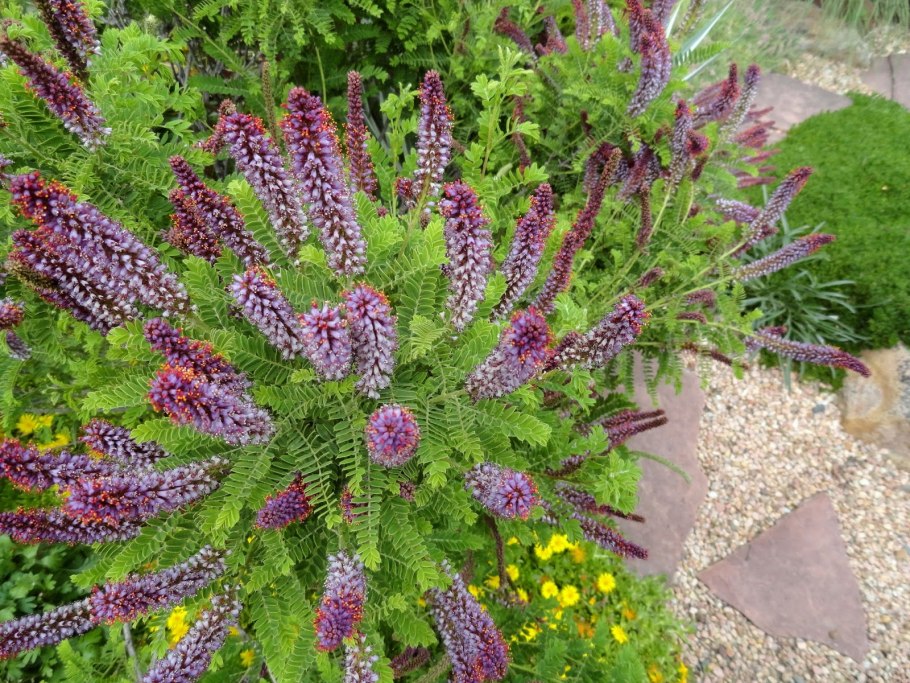 Аморфа карликовая