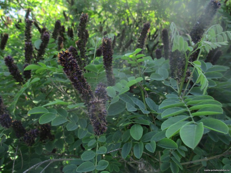 Аморфа кустарниковая