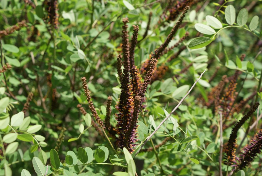 Аморфа душистая