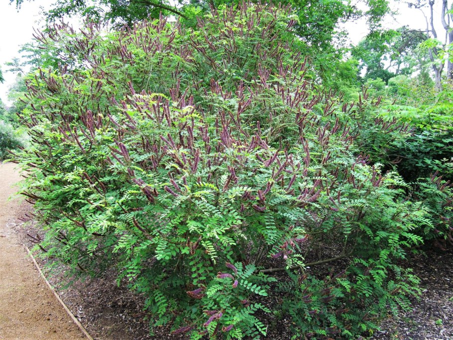Аморфа кустарниковая - Amorpha fruticosa зимой