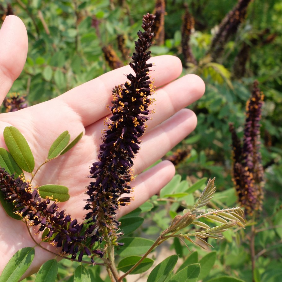 Аморфа кустарниковая изгородь