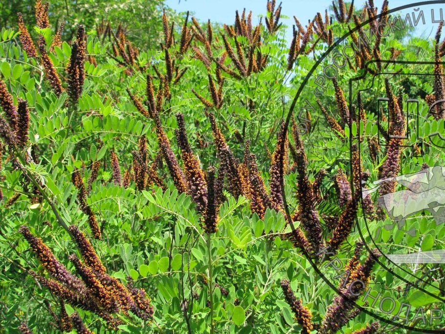 Аморфа седоватая (Amorpha canescens)