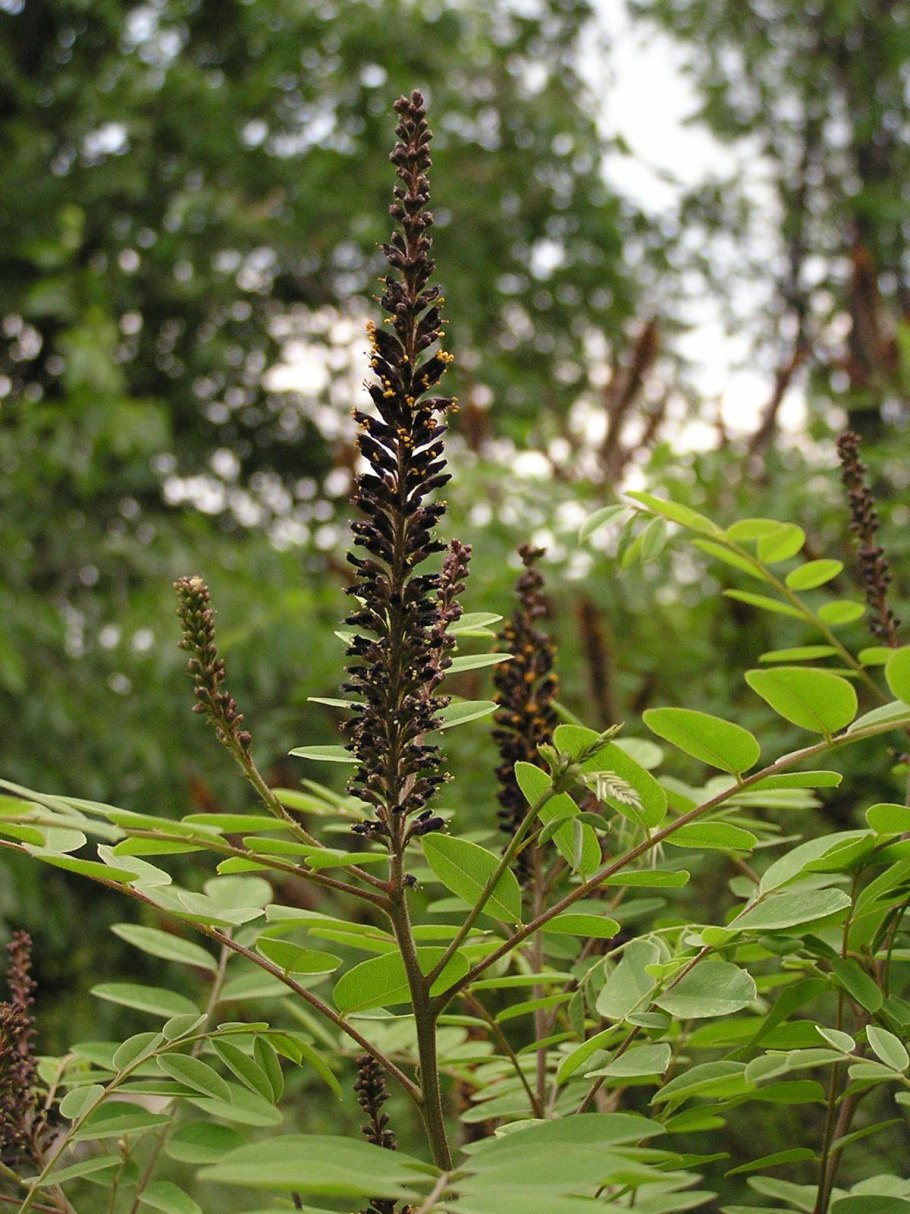 Аморфа кустарниковая