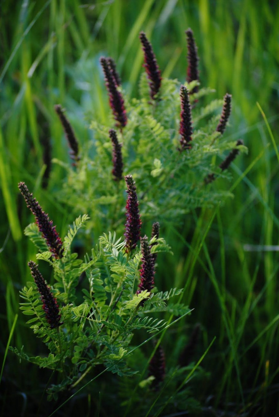 Аморфы фотографии